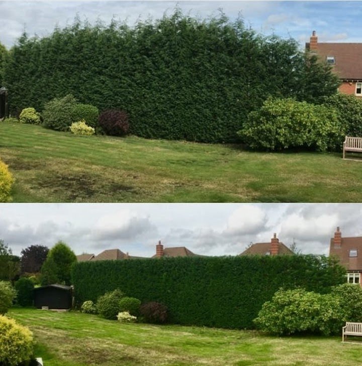 Yard debris pickup and plant removal